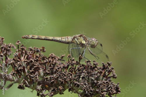 Common Darter dragonfly (Sympetrum striolatum)