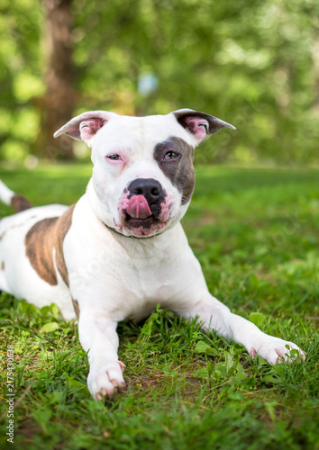 An American Bulldog mixed breed dog licking its lips