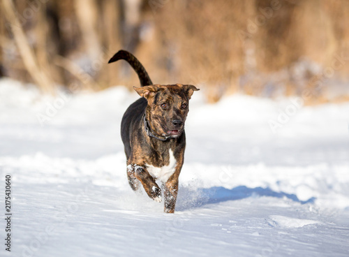 A mixed breed dog running through the snow