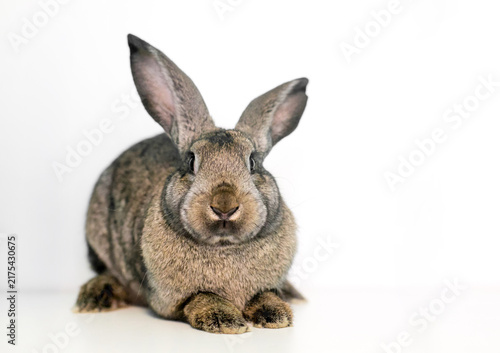 A Flemish Giant rabbit with large ears lying down