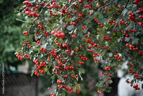 Canvastavla Red wild hawthorn berries on branches