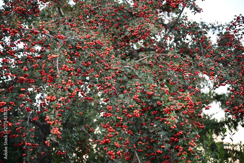 Konstfotografi Red wild hawthorn berries on branches
