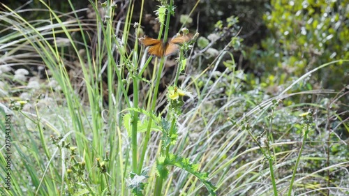 Monarch Butterfly Surrounded by Wild Vegetation in New Zealand