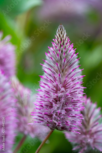 Pink celosia flower spike glowing against green garden bokeh