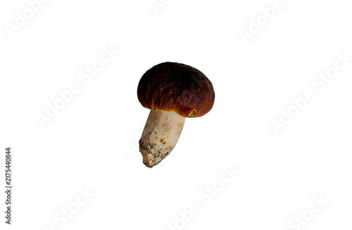 Fresh king bolete mushroom isolated on transparent background
