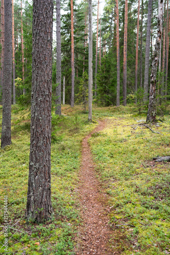Quiet autumn forest path winds through tall pine woodland with distant spruce trees and low lingonberry shrubs  peaceful nature scene for walking in woodland  hiking  relaxation and slow travel.