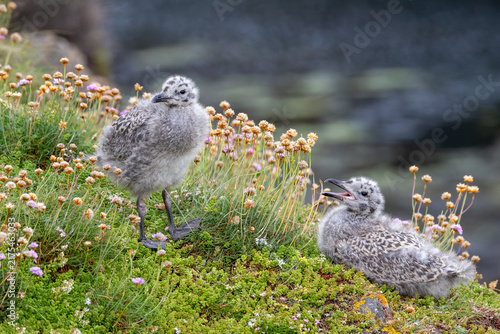 Photography Two Gull Chicks, One Calling