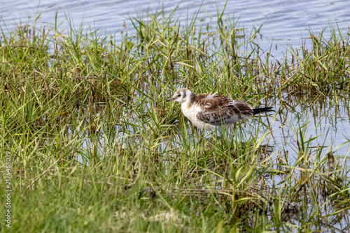 Foto Juvenile Black-headed Gull in a Marsh