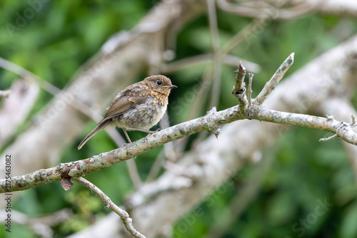 Bild auf Leinwand Juvenile European Robin on a Branch