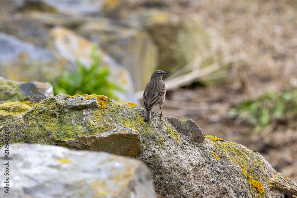 Naklejka premium Rock Pipit on a Coastal Rock