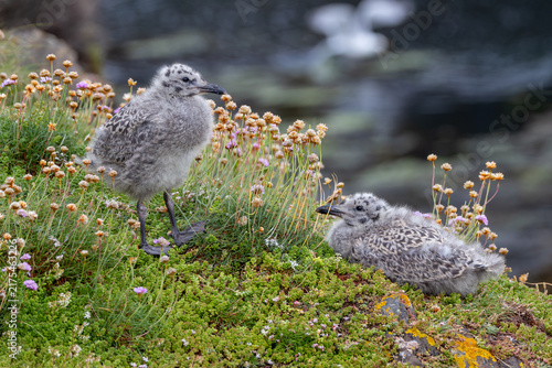 Photography Two Gull Chicks on a Coastal Clifftop