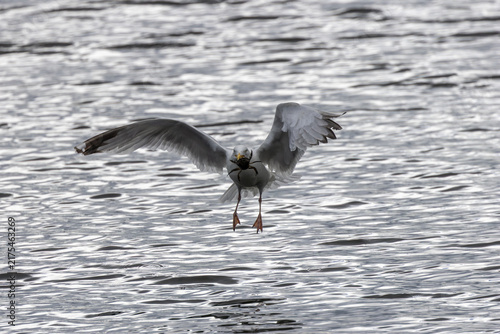Wall Mural Adult herring gull landing with a crab