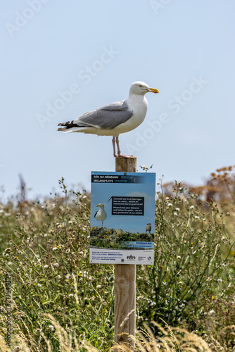 Canvas Print Adult herring gull perched on a post