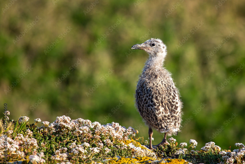 Fototapeta premium Gull chick on a flowering coastal rock