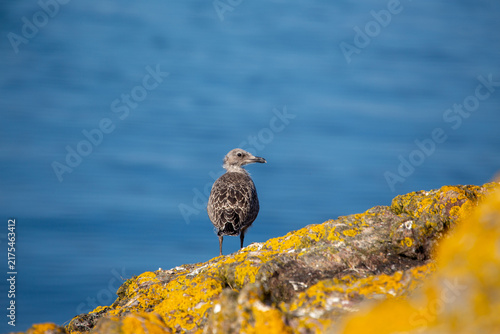 Canvas Print Juvenile Herring Gull on a Coastal Rock