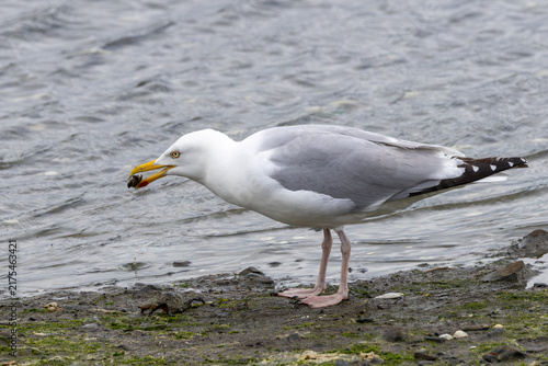 Photography Adult herring gull with a crab on a mudflat