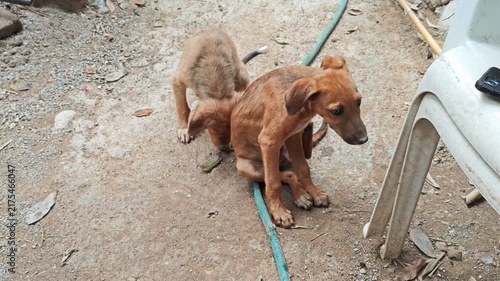 Pair of Playful Puppies Interacting and Scratching Outdoors on Dirt Floor