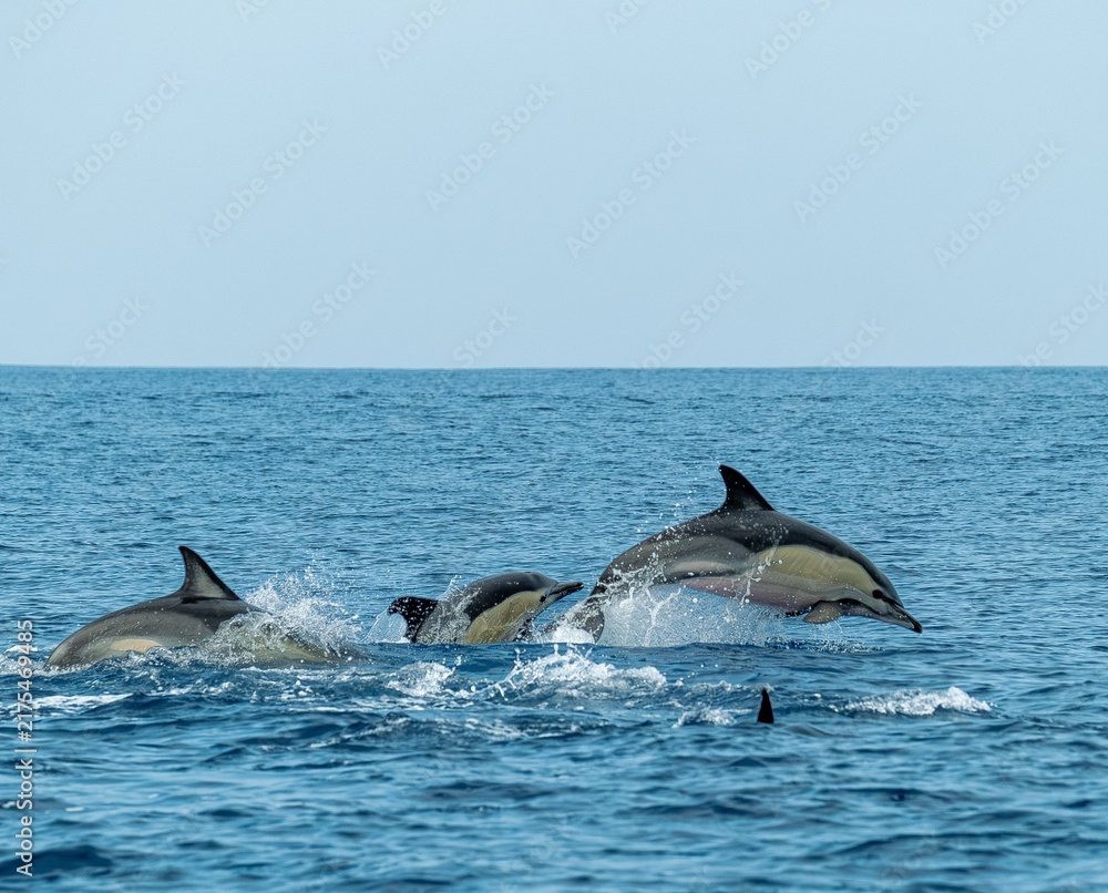 Fototapeta premium A pod of Pacific white-sided dolphins swimming and surfacing in the ocean at sunset, illuminated by warm golden evening light.