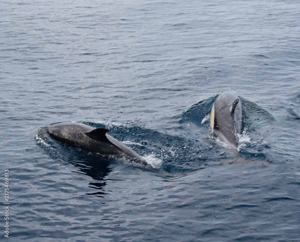 Obraz premium A pod of Pacific white-sided dolphins swimming and surfacing in the ocean at sunset, illuminated by warm golden evening light.