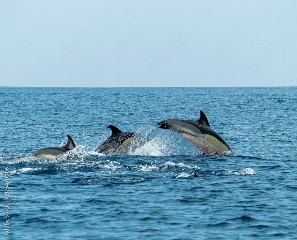 Obraz premium A pod of Pacific white-sided dolphins swimming and surfacing in the ocean at sunset, illuminated by warm golden evening light.
