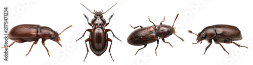Photography Cockroach Insect Pest Set Isolated on White Background Pest Control Commercial E
