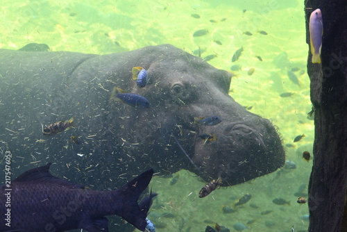 Bild auf Leinwand hippopotamus underwater in zoo aquarium, hippopotamuses swimming underwater in a zoo aquarium