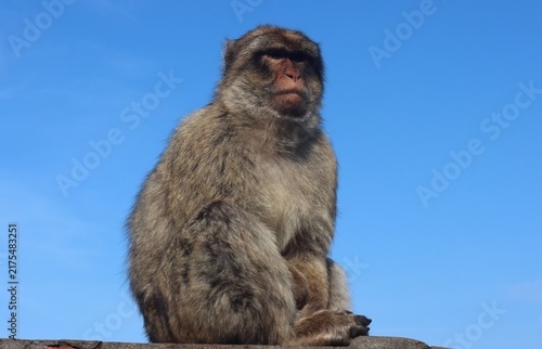 Barbary Macaque (Macaca sylvanus) in Gibraltar.