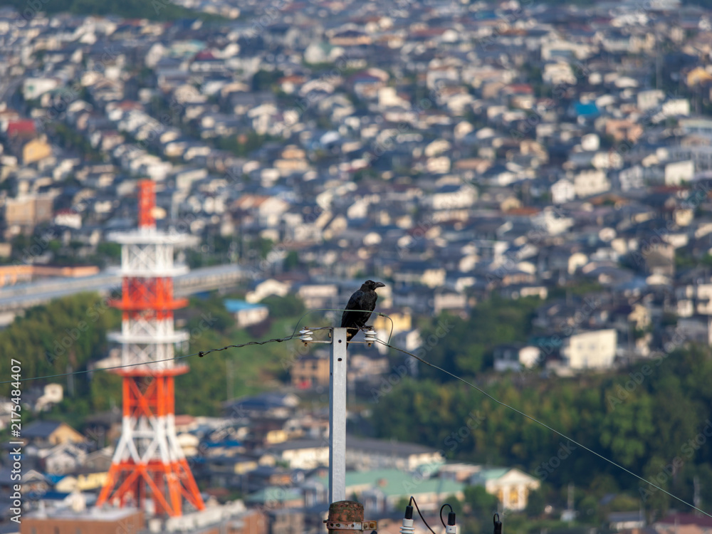 Naklejka premium 電柱の先端に止まるカラスと街の風景