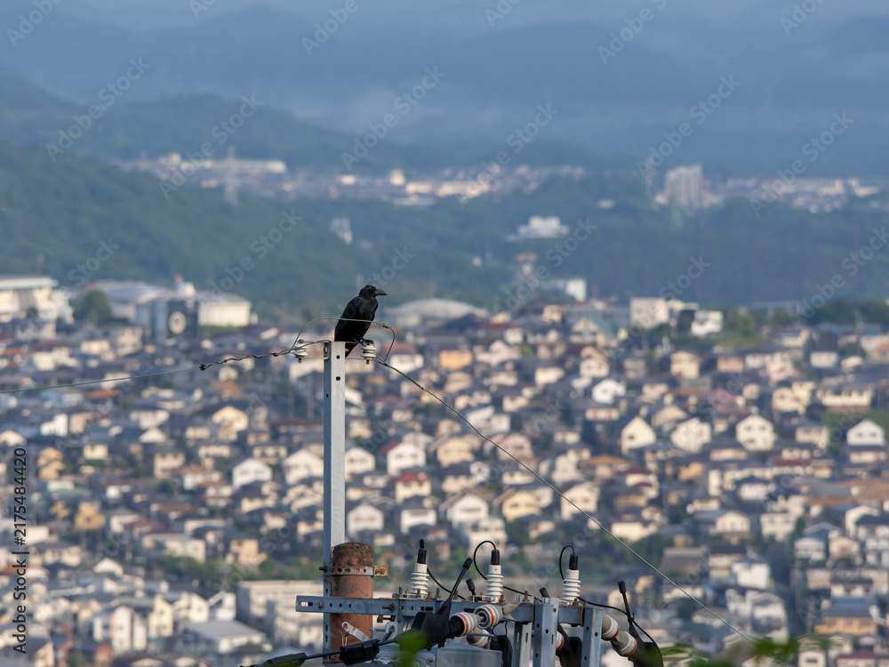 Naklejka premium 電柱の先端に止まるカラスと街の風景