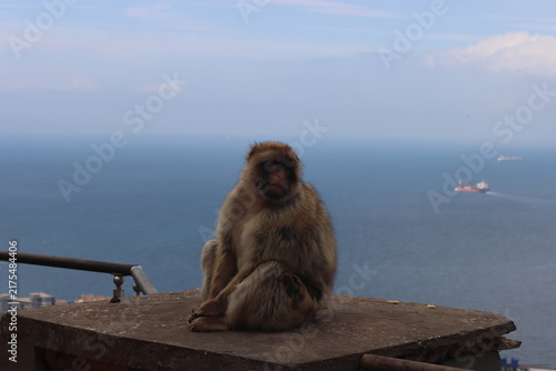 Konstfotografi Barbary Macaque (Macaca sylvanus) in Gibraltar.