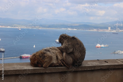 Konstfotografi Barbary Macaque (Macaca sylvanus) in Gibraltar.