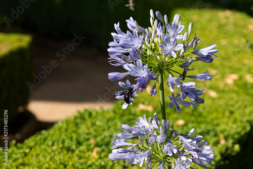 African lily or lily of the Nile, featuring distinctive clusters of purple trumpet-shaped blossoms