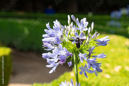 African lily or lily of the Nile, featuring distinctive clusters of purple trumpet-shaped blossoms