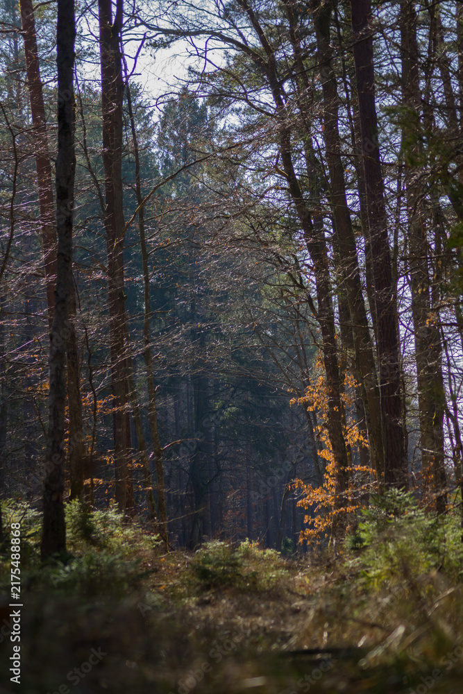 Fototapeta premium Deep Forest Trail Through Tall Trees with Sunlight and Shadows