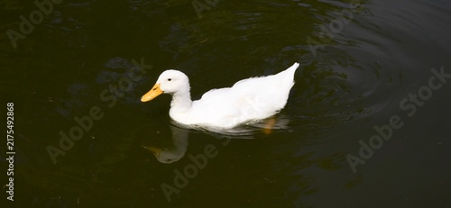 Duck on the water