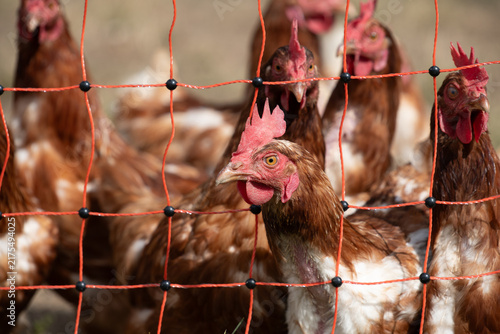 Fotografía Chickens are raised in free-range conditions behind a fence