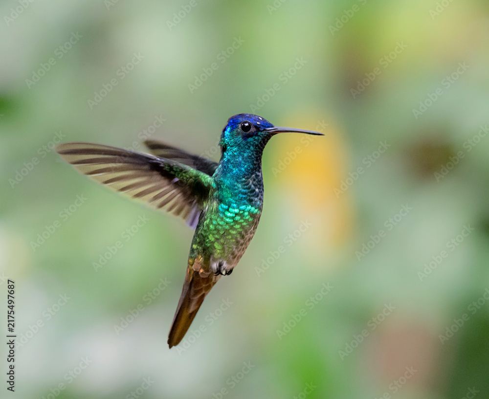 Obraz premium Golden-tailed Sapphire (Chrysuronia oenone) hovering in air, Peru, Manu National Park