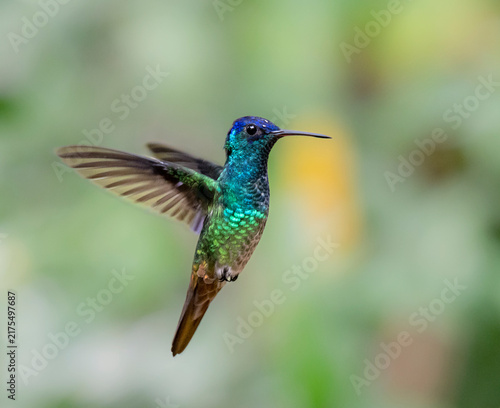 Foto Golden-tailed Sapphire (Chrysuronia oenone) hovering in air, Peru, Manu National
