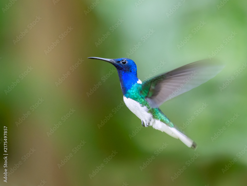 Fototapeta premium Male White-necked Jacobin (Florisuga mellivora), hovering in air, Peru