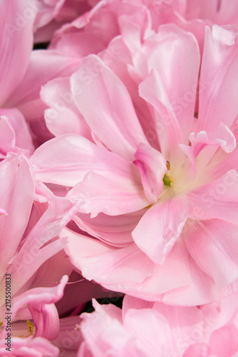 Background of open pink tulips
