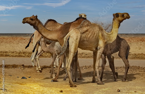 Fotografie Central Africa