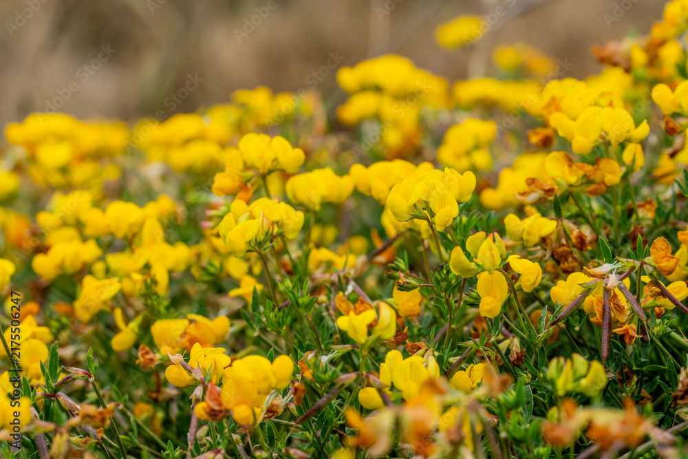 Fototapeta premium Yellow Blooms Of Bird's-Foot Trefoil Carpet The Ground In Redwood