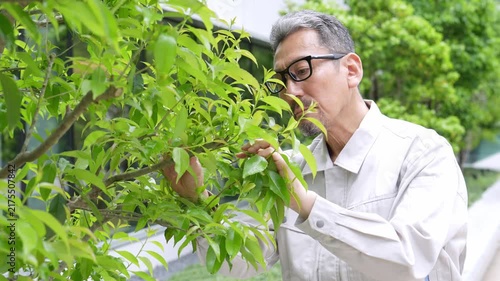樹木のお手入れをする庭師