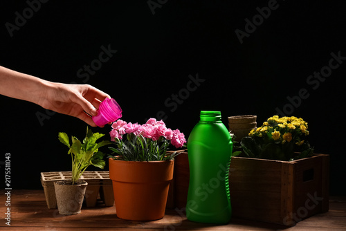 фотографія Gardener fertilizing plant in pot on dark background