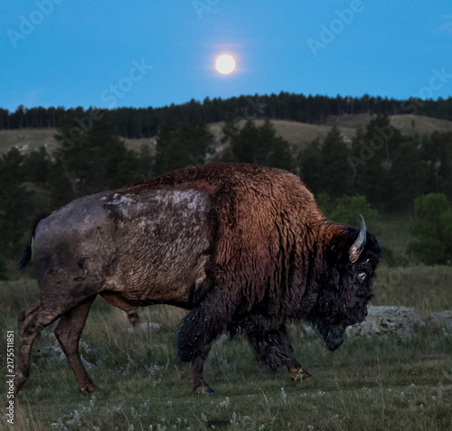 Gorgeous Huge American Bison Buffalo Bull With Moon Setting Over the Mountains South Dakota 
