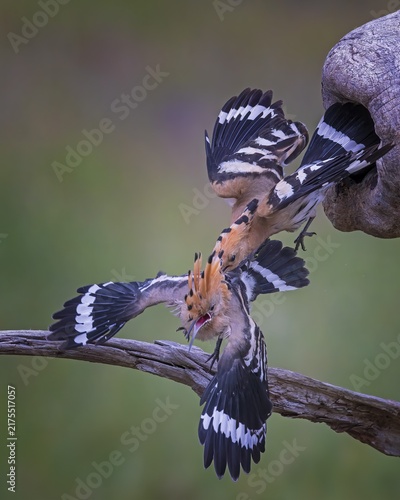 Hoopoe (Upupa epops) Bird of the Year 2022, male, interaction, adult bird throws young bird out of breeding cavity, occupation of breeding cavity by foreign bird pair, young bird partially able to fly, behavioural pattern, takeover by foreign pair, climate change, Middle Elbe Biosphere Reserve, Saxony-Anhalt, Germany
