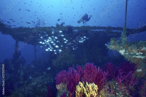 Shiny silvery fish, common sea bream (Diplodus vulgaris), swim on the deck of a wreck overgrown with soft corals and violescent sea-whips (Paramuricea clavata), at the Le Grec wreck dive site, Giens Peninsula, Provence-Alpes-Côte d'Azur, France