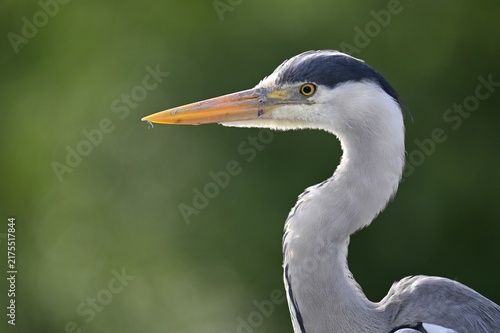 Grey heron (Ardea cinerea), animal portrait, Stuttgart, Baden-Württemberg, Germany