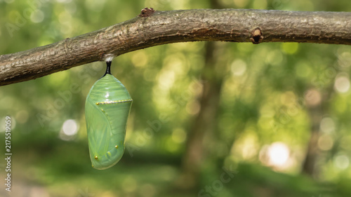 A translucent green monarch chrysalis with delicate gold markings hangs from a tree branch in a softly lit woodland setting.