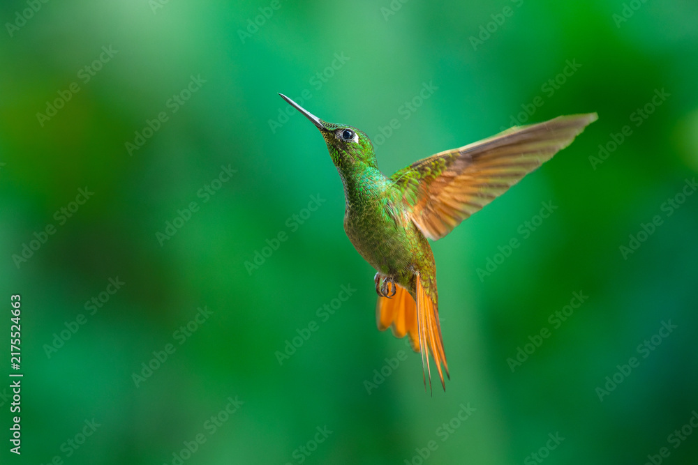 Fototapeta premium Brazilian Ruby hummingbird (Heliodoxa rubricauda) hovering in mid-air with outstretched wings, showcasing its green body, coppery-rufous tail, and flashing ruby throat against a natural background.